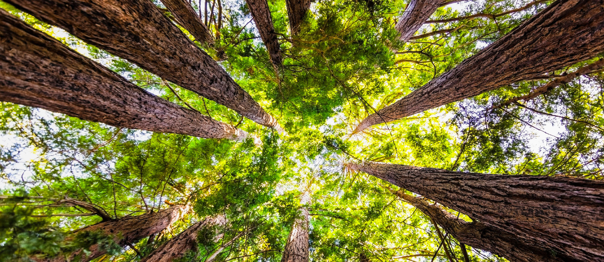 foret
